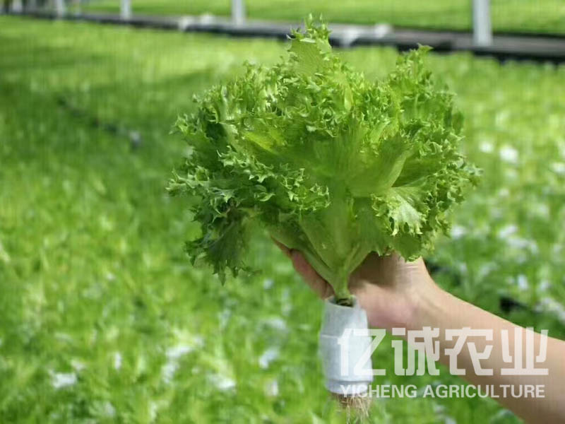 無(wú)土栽培蔬菜種植大棚